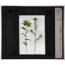 Les Plantes vénéneuses. Daphne mezereum.