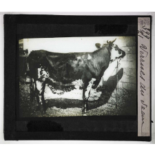 Les Principales maladies de l'espèce bovine. Verrues du veau.