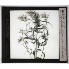 Les Plantes saprophytes, mutualistes et parasites. Mélampyre des champs.
