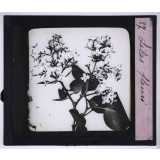 L'Art à l'école, décoration par les fleurs de printemps. Lilas fleuri.
