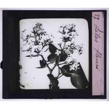 L'Art à l'école, décoration par les fleurs de printemps. Lilas fleuri.