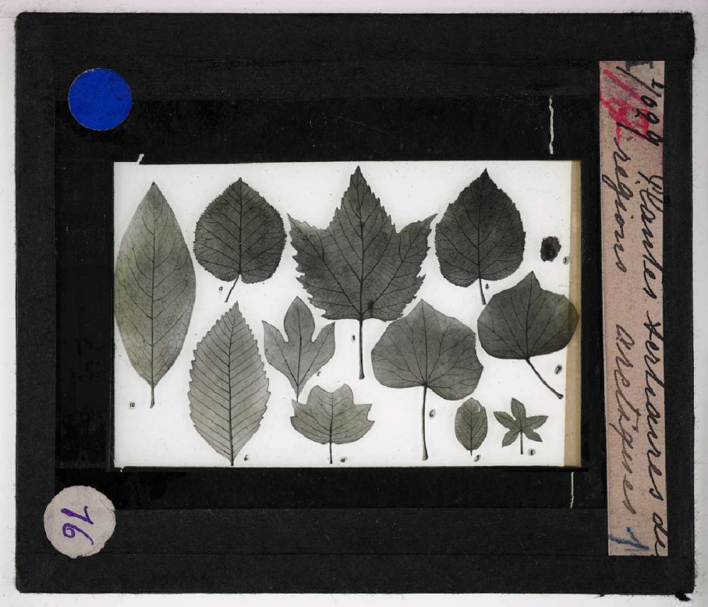 Les Plantes disparues. Plantes tertiaires des régions arctiques.