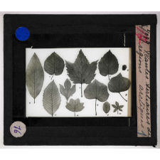 Les Plantes disparues. Plantes tertiaires des régions arctiques.