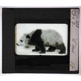 Les Animaux sauvages et la fourrure. L'ours.