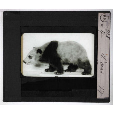 Les Animaux sauvages et la fourrure. L'ours.