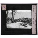 Culture des plantes. Oasis à El-Kantara. Vue de près. 