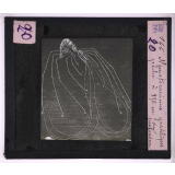 La Vie au fond des mers. Nematocarcinus gracilipes, pêché à 850 m de profondeur.