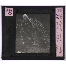 La Vie au fond des mers. Nematocarcinus gracilipes, pêché à 850 m de profondeur.