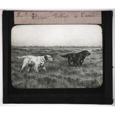 La Chasse. Deux setters à l'arrêt.