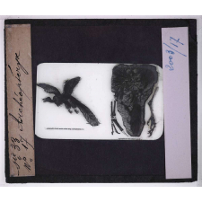 Les Animaux disparus. Archéoptéryx.