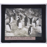 La Vie et les moeurs du pingouin Adélie. La mue des Adélie adultes.