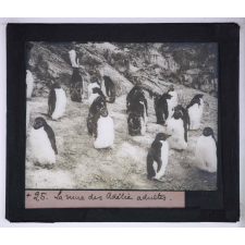 La Vie et les moeurs du pingouin Adélie. La mue des Adélie adultes.