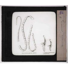 Les Parasites des animaux domestiques. Tænia cœnurus.