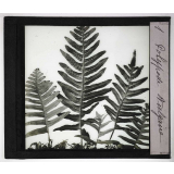 Les Plantes sans fleurs. Polypode vulgaire.