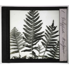 Les Plantes sans fleurs. Polypode vulgaire.