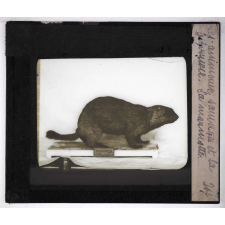Les Animaux sauvages et la fourrure. La marmotte.