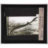 Les Poissons. Esturgeon.