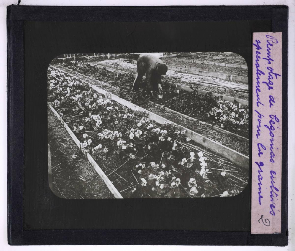 Le Travail des semences. Rempotage de bégonias cultivés spécialement pour la graine.