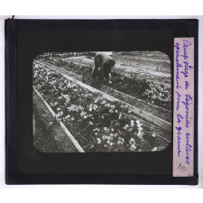 Le Travail des semences. Rempotage de bégonias cultivés spécialement pour la graine.