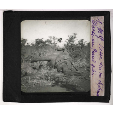 Chasse au grand gibier africain du Mozambique. M. G. Vasse sur un éléphant.