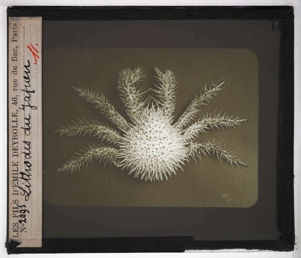 Les Crustacés. Lithodes du japon.
