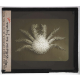 Les Crustacés. Lithodes du japon.
