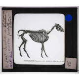 Ère Tertiaire. Squelette de l'hipparion, ancêtre probable du cheval.