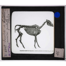 Ère Tertiaire. Squelette de l'hipparion, ancêtre probable du cheval.