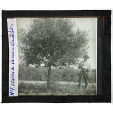 Algérie, pays indigènes. Olivier de six ans en plantation.