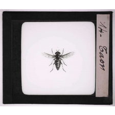 Les Insectes et les arachnides. Taon.