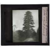 Australie. Araucaria (A excelsa Nordfolk island pine). 