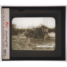 Locomotion terrestre chez les animaux. Autruches.