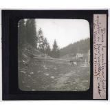 Roumanie. Dans la montagne forêt exploitée de façon primitive (mode de transport des troncs).