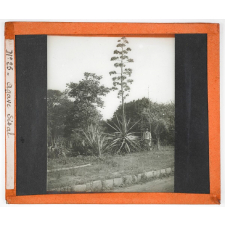 Algérie, cultures. Agave Sisal.
