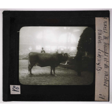 Les Races bovines. Vaches Schwytz.