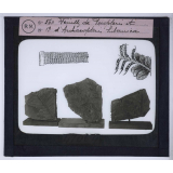 Les Transformations du monde végétal. Feuilles de Pecopteris et d'Archæopteris hibernica.