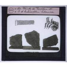 Les Transformations du monde végétal. Feuilles de Pecopteris et d'Archæopteris hibernica.