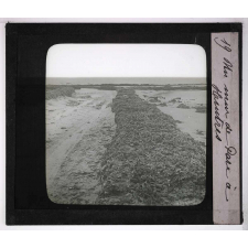 La Moule et l'huître portugaise sur les côtes de l'Aunis. Un mur de parc à huîtres.