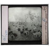 Australie. Série I. Géographie physique et indigènes. Troupeau de vaches.