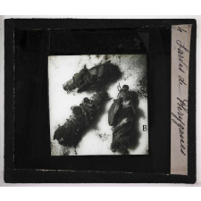 Métamorphoses des insectes. Larves de Phryganes.