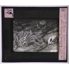 La Vie au fond des mers. Lithodes ferox; au second plan, Geryon longipes, 900m de profondeur.