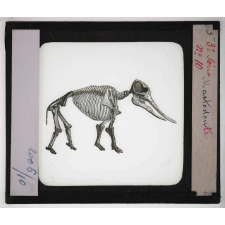 Les Fossiles de l'ère tertiaire et de l'ère quaternaire. Mastodonte.