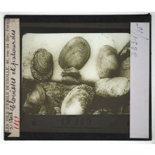 Les Mollusques comestibles. Clovisses et palourdes.