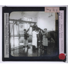Sérothérapie. Préparation des divers sérums de l'Institut Pasteur de Paris. Vaccination d'un cheval.