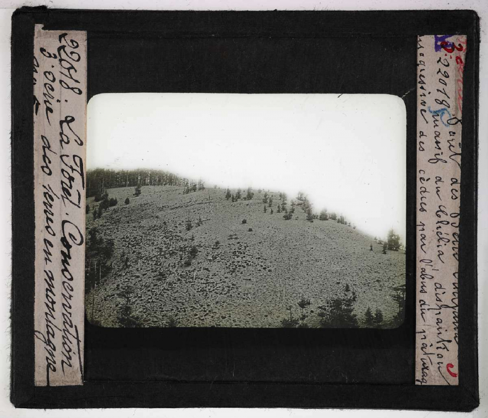 Conservation des terres en montagne et sur les pentes. Action de la forêt sur le sol et sur le régime des eaux, pâturages, prés, bois, correction des torrents. Massif du Chélia. Disparition progressive des cèdres par l'abus du pâturage.