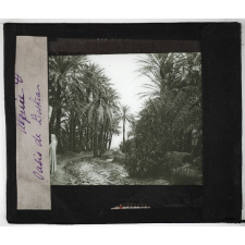 Algérie. Série I. Le pays et les indigènes. Oasis de Biskra.