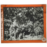 Algérie, agriculture. Treille. Clairette égreneuse.