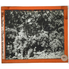 Algérie, agriculture. Treille. Clairette égreneuse.