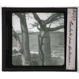 Les Plantes curieuses. Baobabs. 
