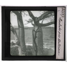 Les Plantes curieuses. Baobabs.